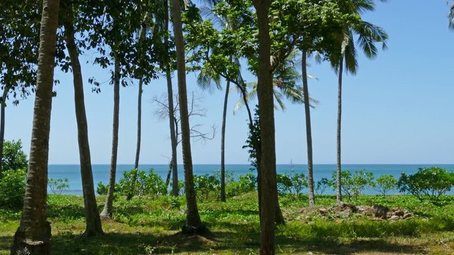 Landscape with palms on sea coast in Thailand, 4k
