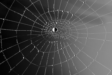 Cobweb in dew drops. Rain drops on a spiderweb. Black-white abstract background for halloween