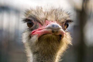 Fotobehang Struisvogel struisvogel