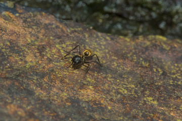 alone ant