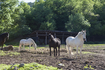 Obraz na płótnie Canvas cavalli liberi al pascolo in campagna
