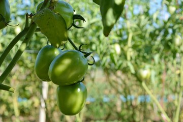 Green tomatoes on tree planting