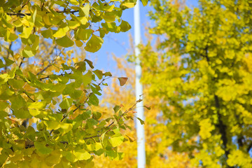 out focused view of The ginkgo leaves / A out focused view of The ginkgo leaves in Korea Seoul 