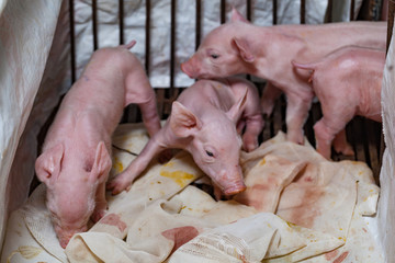 Newborn piglet Walk in stall recovery