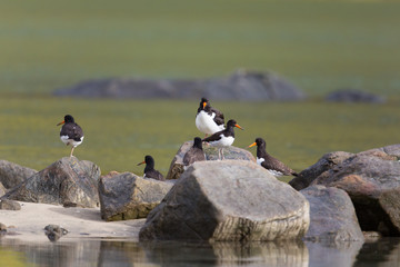 Several (Eurasian) oystercatcher (Haematopus ostralegus)