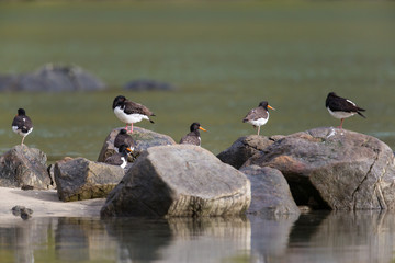 Several (Eurasian) oystercatcher (Haematopus ostralegus)