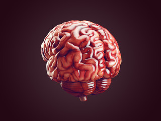 Realistic brain illustration
