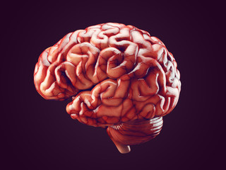 Realistic brain illustration