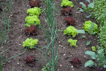 Mischkultur im Gemüsegarten