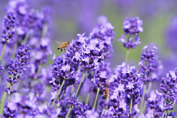 富良野市のラベンダーとミツバチ　北海道　日本