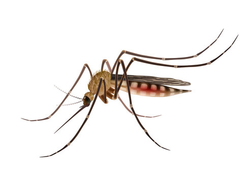 Mosquito realistic illustration