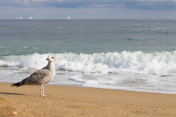 Seagull on a background of waves on a sunny day
