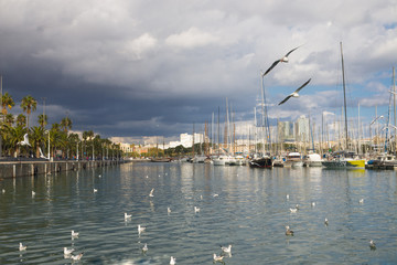 Barcelona, Spain, November 20, 2016 - Fluing seagulls in the harbor on a sunny day