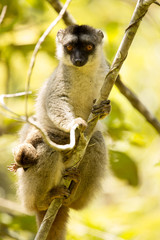 Common Brown Lemur, Eulemur fulvus, female with young, Madagascar