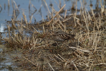 Common Snipe
