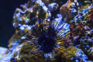 Barcelona, Spain, November 20, 2016: Sea urchin in aquarium