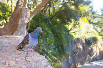 Barcelona, Spain. November 17, 2016: a lonely blue pigeon sitting in the park
