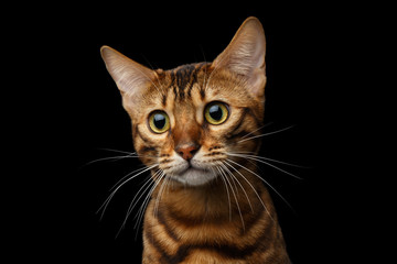 Closeup portrait of Gold Bengal Cat with rosette, Sad Looking in Camera on Isolated black background