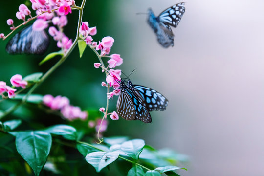 Closeup image of butterflies sitting on pink tropical flowers 