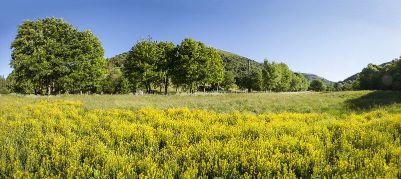 paesaggio di campagna in primavera con alberi 
