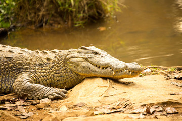 Portrait Madagascar Crocodile, Crocodylus niloticus madagascariensis, Madagascar