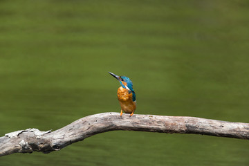 (common) male kingfisher (Alcedo atthis)