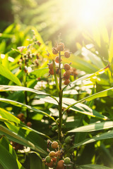 Nutmeg tree in sunlight
