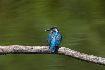 Obraz premium (common) male kingfisher (Alcedo atthis)