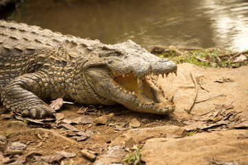 Portrait Madagascar Crocodile, Crocodylus niloticus madagascariensis, Madagascar