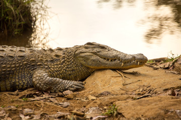 Portrait Madagascar Crocodile, Crocodylus niloticus madagascariensis, Madagascar