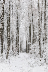 White winter landscape in the forest.