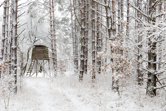 White winter landscape in the forest.