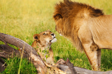 Beautiful lioness greeting lion upon his return