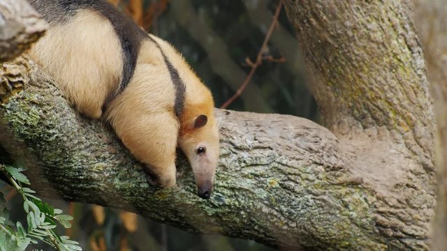 Anteater Southern Tamandua very funny crawling on his belly on a tree branch
