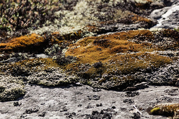 Stone surface with multicolored mosses and lichens closeup. Lichens background.