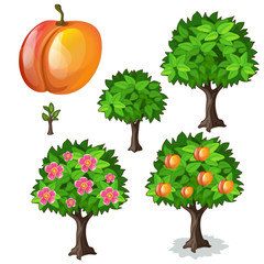 Planting and cultivation of apricot. Vector