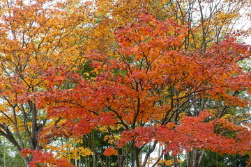 東京の紅葉、黄葉