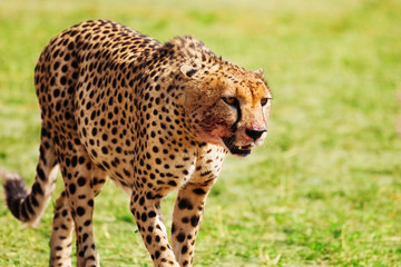 Wild  African cheetah after hunting and feasting