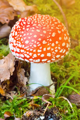 soft focus red mushroom growing in the forest , Poisonous mushroom , Amanita muscaria , beautiful mushroom growing in autumn season
