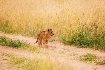 Fototapeta na wymiar Portrait of lion cub walking in Kenyan savannah