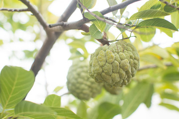 Fototapeta premium Custard apple