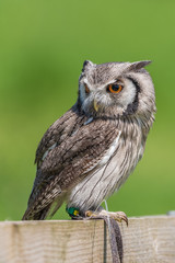Little Owl
