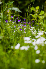 Field herbs