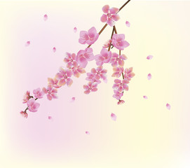  Sakura   . postcard .
