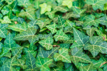 green ivy with copy space