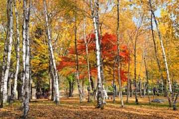 The wonderful leaves of a maple tree and fallen leaves / The wonderful leaves of a maple tree in the park and fallen leaves in Seoul Korea 