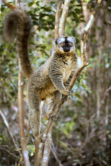 Common Brown Lemur, Eulemur fulvus, Madagascar