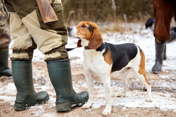 Beagle with hunters in forest. Winter hunting.