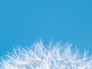 Fototapeta na wymiar Dandelion Flower on Blue Sky Background