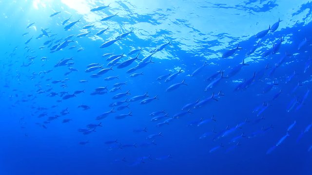 Underwater footage in blue ocean with sea fish